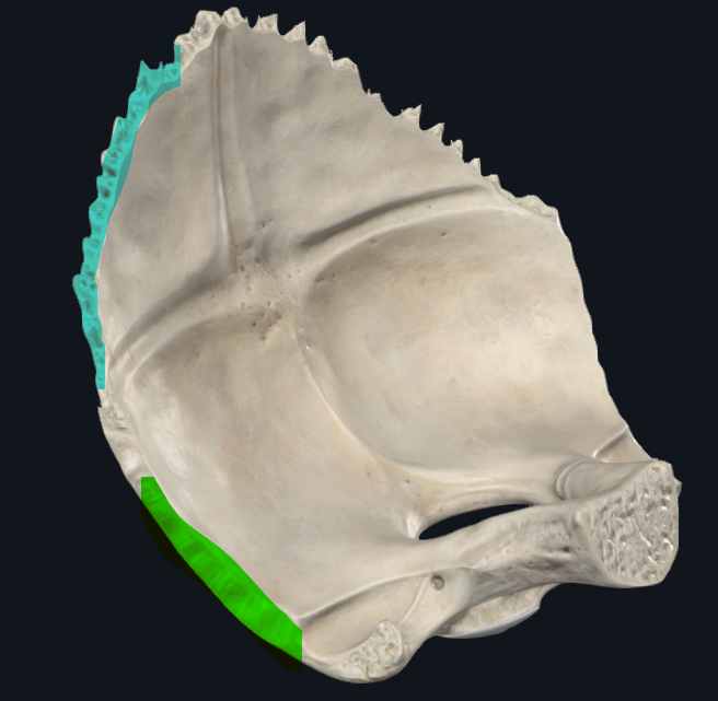 <p>Bordes laterales del occipital</p><ul><li><p>Superior y lateral Con el parietal en sutura lambdoidea</p></li><li><p>Inferior y lateral Con el temporal en Porción mastoidea</p></li></ul><p></p>