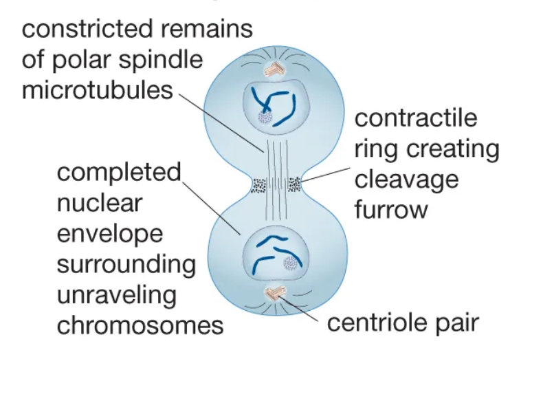 <p>The physical process of cell division that divides the cytoplasm of a parental cell into two daughter cells.</p>
