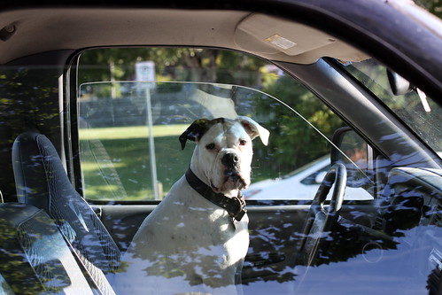 driver