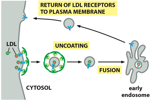 receptors are continuously endocytosed, whether ligand is bound or not

* receptors release ligand into early endosome (destined for lysosome)
* receptors are recycled to cell surface
* purpose is to bring in macronutrients

\
__example__: LDL receptors