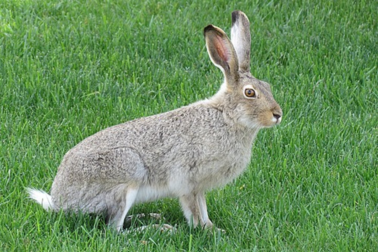 <p>Lepus townsendii</p>