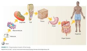 <p>Hierarchical structure of the body from atoms to organism, including chemical, cellular, tissue, organ, and system levels.</p>