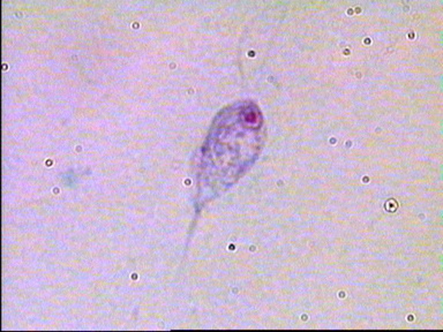 <p>pear shape, 1 nuclei</p>