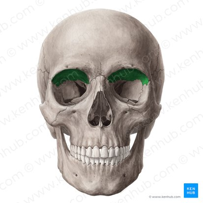 <p>name this bone or bone marking?</p>