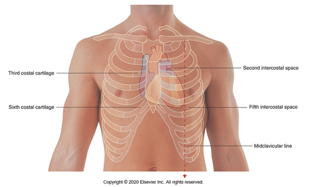 <ul><li><p><strong>Left 5th intercostal space</strong></p></li><li><p>At the <strong>midclavicular line</strong></p></li></ul><p></p>