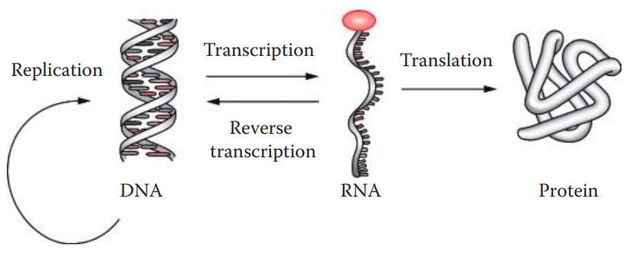 Pathway for the flow of genetic information.
