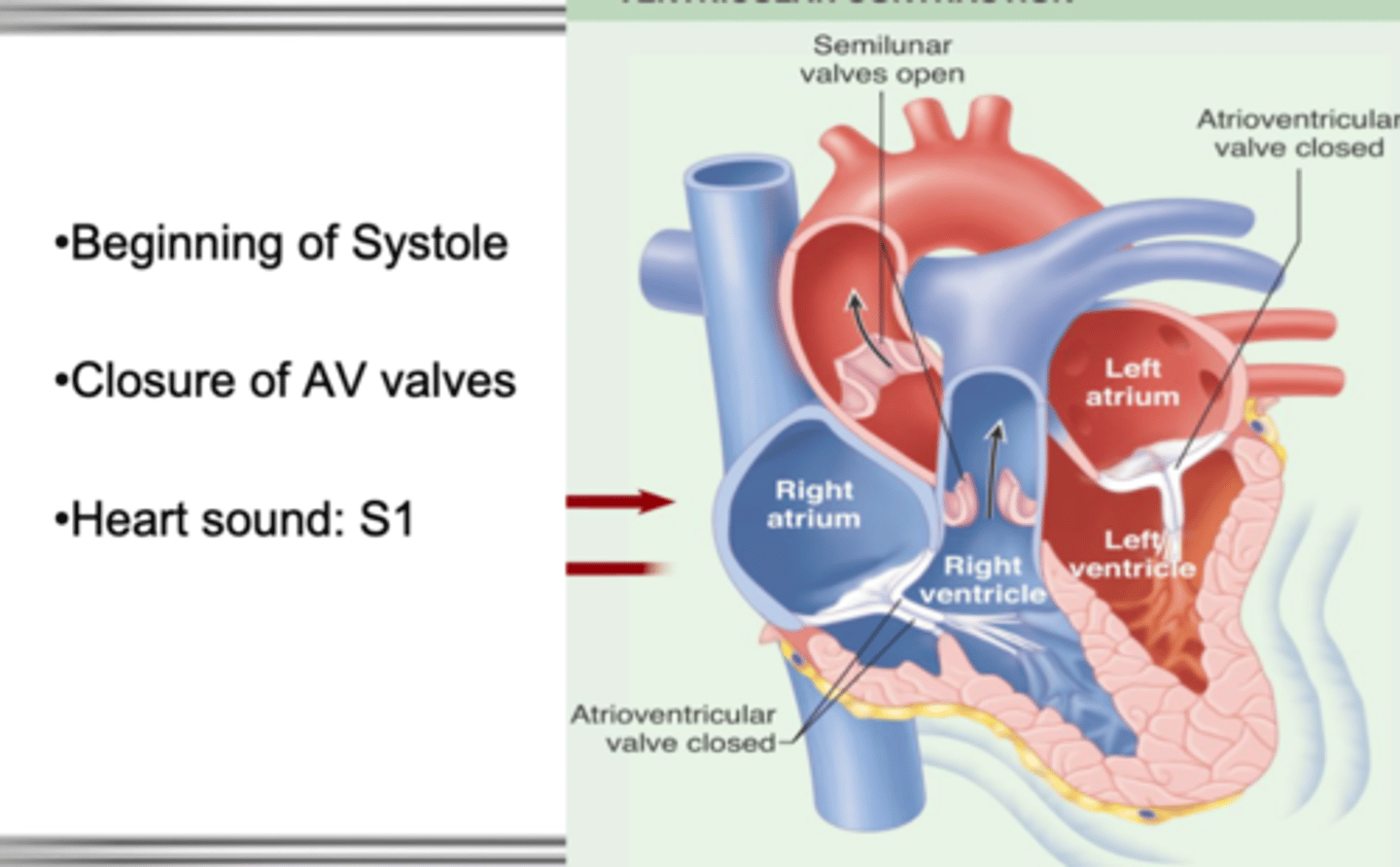 <p>beginning of systole</p><p>closure of AV valves</p>
