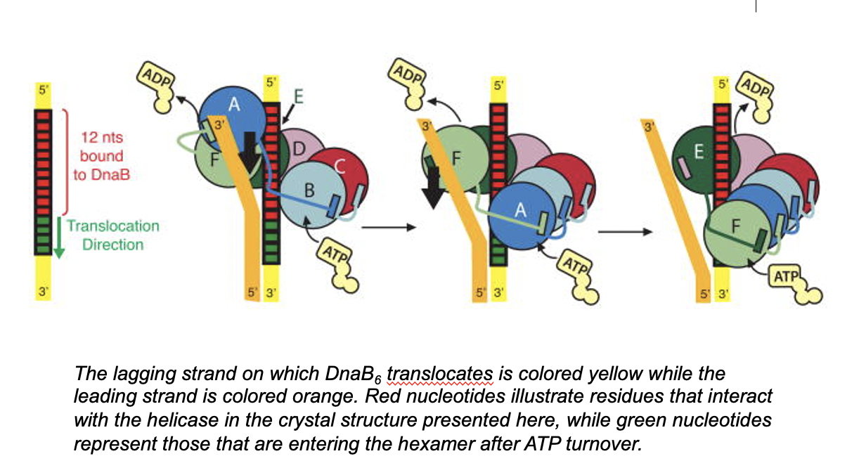 Helicase DnaB