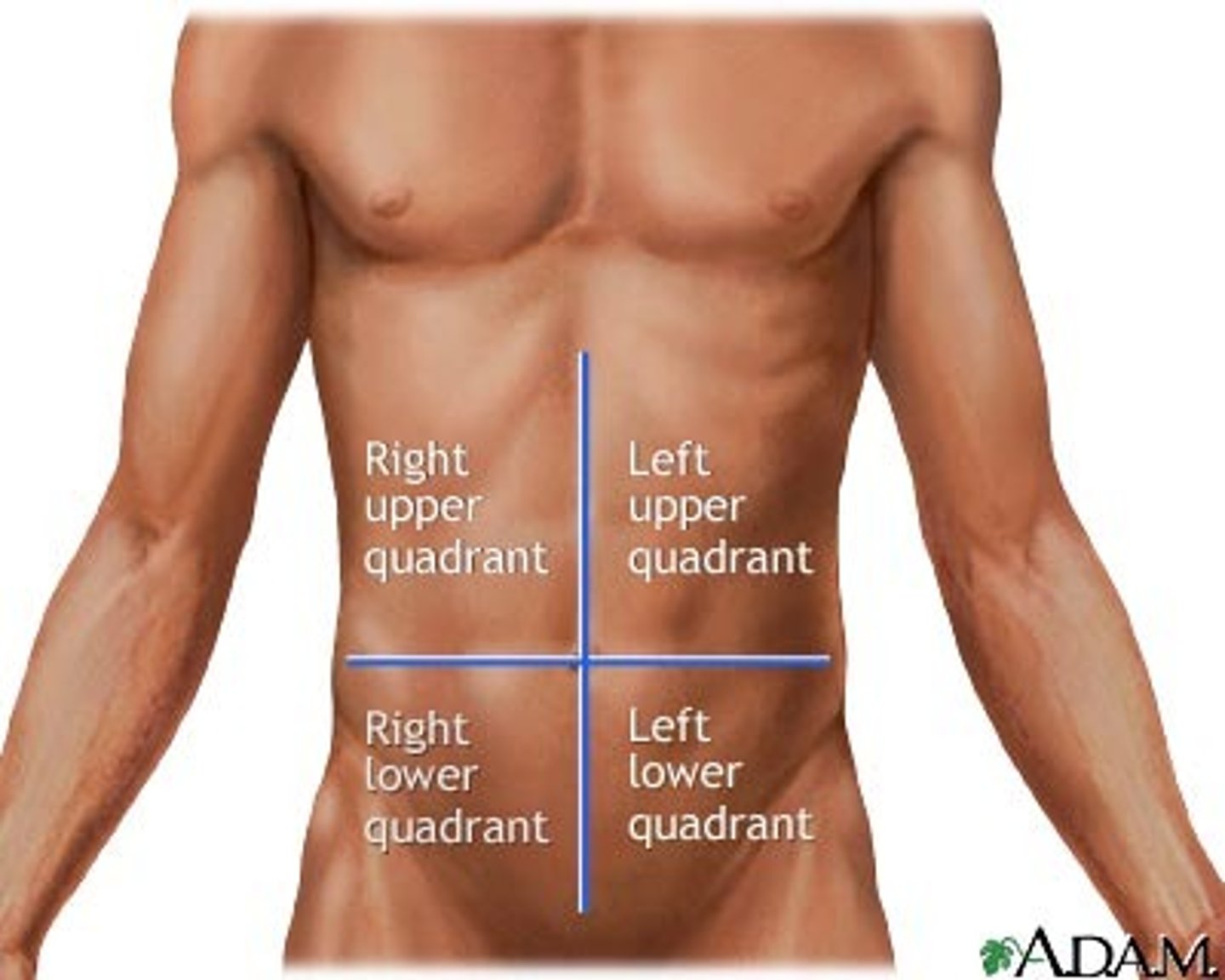 <p>Right upper, right lower, left upper, left lower</p>
