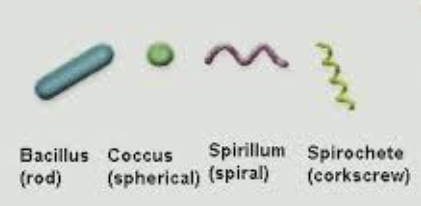 <p>Clusters, chains, pairs, tetrads</p>