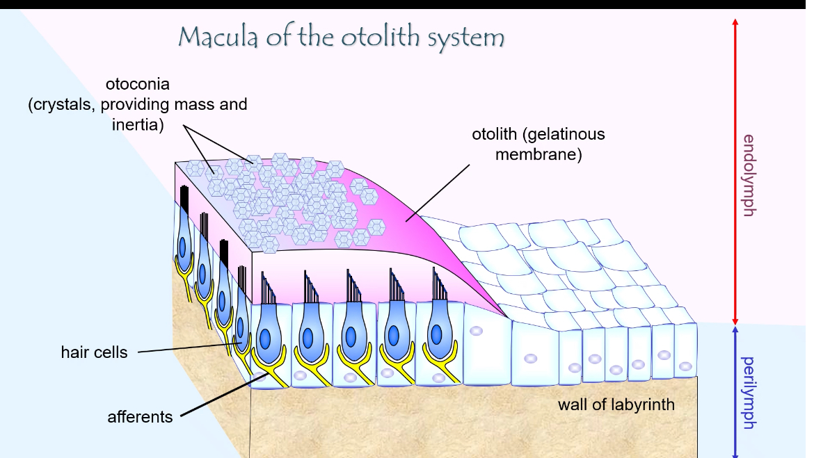 <p></p><p><span><strong>What the macula is</strong></span></p><ul><li><p><span>The macula is the sensory epithelium of the otolith organs (utricle and saccule)</span></p></li><li><p><span>Its job is to detect linear acceleration and head tilt (gravity)</span></p></li></ul><p></p><p><span><strong>Hair cells</strong></span></p><ul><li><p><span>Sensory mechanoreceptors</span></p></li><li><p><span>Each hair cell has a bundle of stereocilia (and one kinocilium)</span></p></li><li><p><span>The direction the bundle bends determines whether the cell depolarises or hyperpolarises</span></p></li><li><p><span>The apical ends of hair cells face endolymph</span></p></li><li><p><span>The basal ends synapse with afferent vestibular nerve fibres</span></p></li></ul><p></p><p><span><strong>Otolithic (gelatinous) membrane</strong></span></p><ul><li><p><span>A gelatinous layer sitting on top of the hair-cell stereocilia</span></p></li><li><p><span>Stereocilia are embedded in this membrane</span></p></li><li><p><span>It moves relative to the hair cells during head movement or tilt</span></p></li></ul><p></p><p><span><strong>Otoconia (otoliths)</strong></span></p><ul><li><p><span>Tiny calcium carbonate crystals</span></p></li><li><p><span>Sit on top of the otolithic membrane</span></p></li><li><p><span>Add mass and inertia</span></p></li><li><p><span>This extra weight makes the membrane shift when:<br></span></p><ul><li><p><span>You accelerate</span></p></li><li><p><span>You tilt your head relative to gravity</span></p></li></ul></li></ul><p><span>This shift is what bends the stereocilia.</span></p><p></p><p><span><strong>Fluids around the macula</strong></span></p><ul><li><p><span>Endolymph</span></p><ul><li><p><span>Surrounds the stereocilia</span></p></li><li><p><span>High K⁺</span></p></li><li><p><span>Enables depolarisation when channels open</span></p></li></ul><p></p></li><li><p><span>Perilymph</span></p><ul><li><p><span>Surrounds the macula outside the membranous labyrinth</span></p></li><li><p><span>Normal extracellular fluid</span></p></li></ul></li></ul><p></p><p><span><strong>Afferent nerve fibres</strong></span></p><ul><li><p><span>Carry signals from hair cells to the brain</span></p></li><li><p><span>Firing rate changes depending on stereocilia deflection</span></p></li></ul><p></p><p><span><strong>How the structure works together</strong></span></p><ul><li><p><span>Head tilt or linear movement → otoconia shift</span></p></li><li><p><span>Otolithic membrane moves</span></p></li><li><p><span>Stereocilia bend</span></p></li><li><p><span>K⁺ channels open or close</span></p></li><li><p><span>Hair-cell transmitter release changes</span></p></li><li><p><span>Vestibular nerve firing changes</span></p></li></ul><p></p>