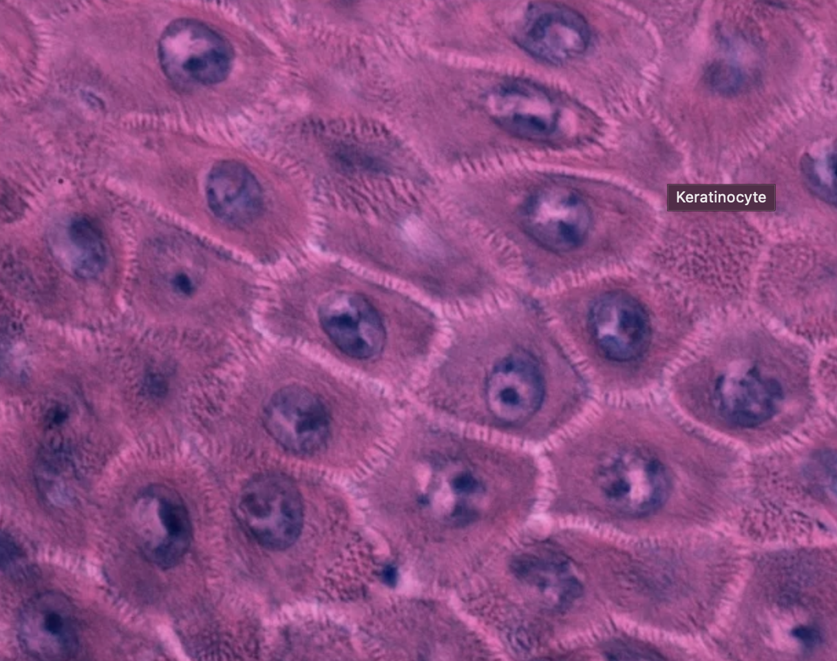 <p>main function of keratinocytes</p>