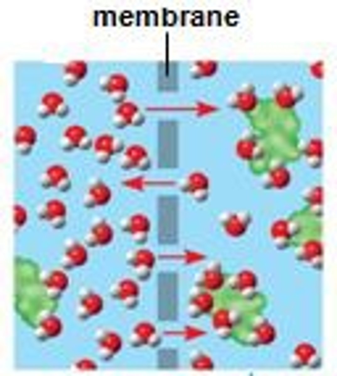 <p>selectively permeable membrane allows small, soluble molecules to pass through it, but prevents large insoluble molecules from passing through.</p>