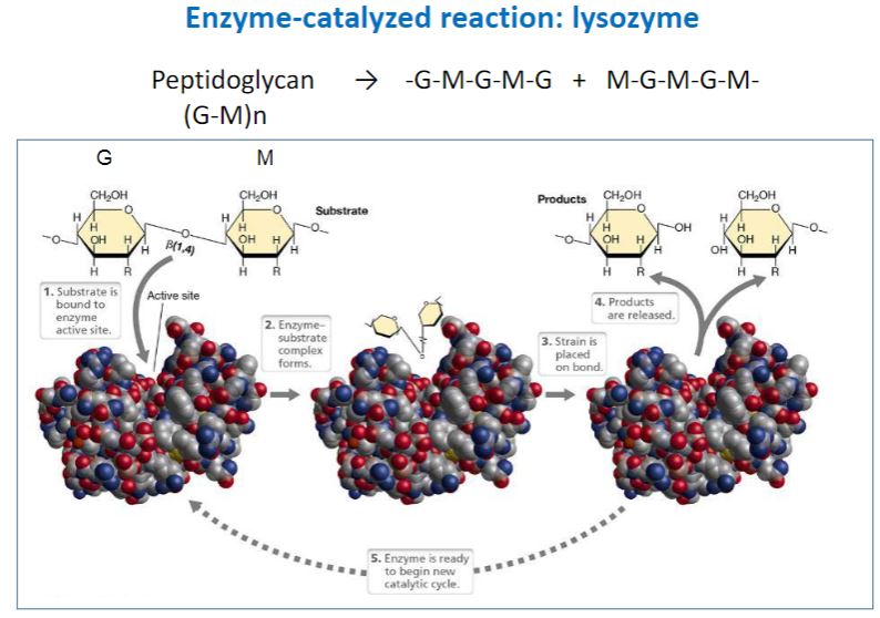 <p>lysozyme</p>