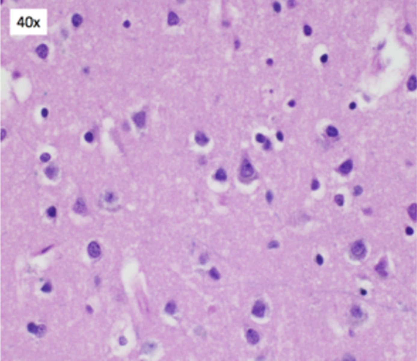 <p>Identify the region of the organ</p>