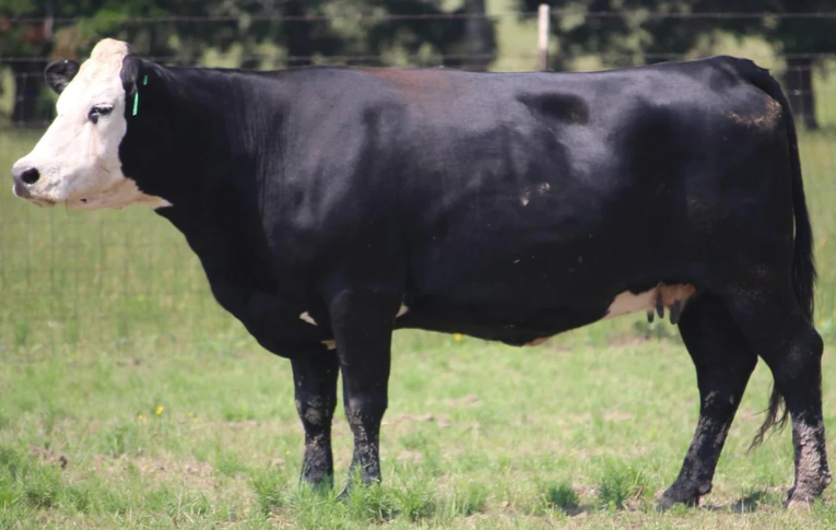 <ul><li><p>Hereford x Angus</p><ul><li><p>Hereford face coloring is <strong>dominant </strong>when it comes to breeding</p></li></ul></li><li><p><strong>Excellent mothers</strong></p><ul><li><p>Red Baldy is the most sought after for maternal instincts, heat tolerance, etc</p></li></ul></li><li><p><strong>NOT A TRUE BREED!</strong> However, it is an accepted term to describe their crossbreeding</p></li></ul><p></p>