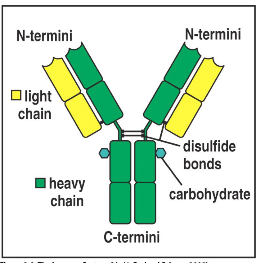 <p>Two heavy chains and two light chains held together by disulfide bonds, the chains are divided into domains </p>