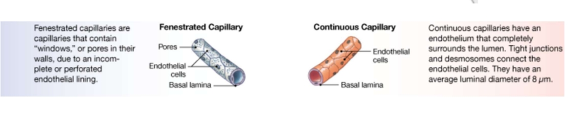 <p>Capillaries only have an endothelial layer. Fenestered have pores Continuous have an endothelium tightly connected by tight junctions and desomosomes.</p>