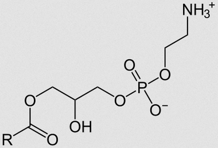 Lipids