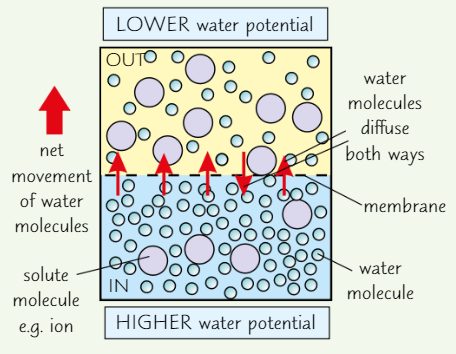 <p><strong>Diffusion</strong> of <strong>water molecules</strong> across <strong>partially permeable membrane</strong>, from area of <strong>higher water potential</strong> to area of <strong>lower water potential</strong></p>