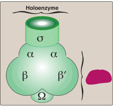 <p>Label this section of prokaryotic RNA polymerase.</p>