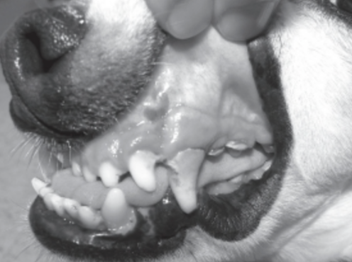 <p>Identify this malocclusion by class.</p>