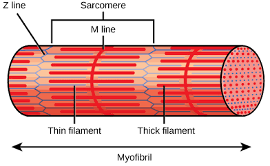 <p>Functional units that filaments are arranged in</p>