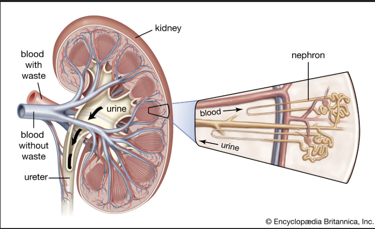 <p>nephron: glomerulus</p>