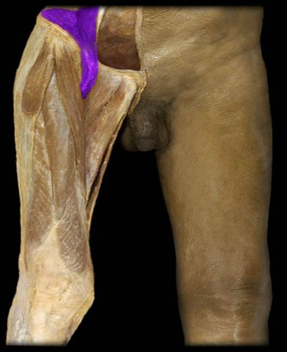 <p>origin: ilium insertion: femur action: flex thigh</p>