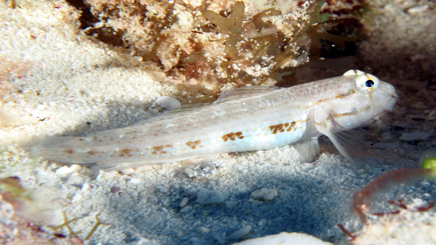 <p>WHAT FISH IS THIS</p>