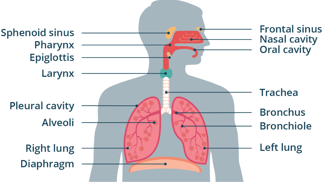 <p><u>Anatomy</u></p><p><em>WORD BANK: Lungs, Epiglottis, Larynx, Trachea, Pharynx, Bronchi, Bronchioles, Alveoli, Pleurae, Surfactant, Intrapleural Space, Diaphragm</em></p><p>——</p><p>The space between the two pleurae</p><p>Contains a thin layer of fluid that lubricates the two pleural surfaces</p><p>An example of a potential space (a space that is normally empty or collapsed)</p>