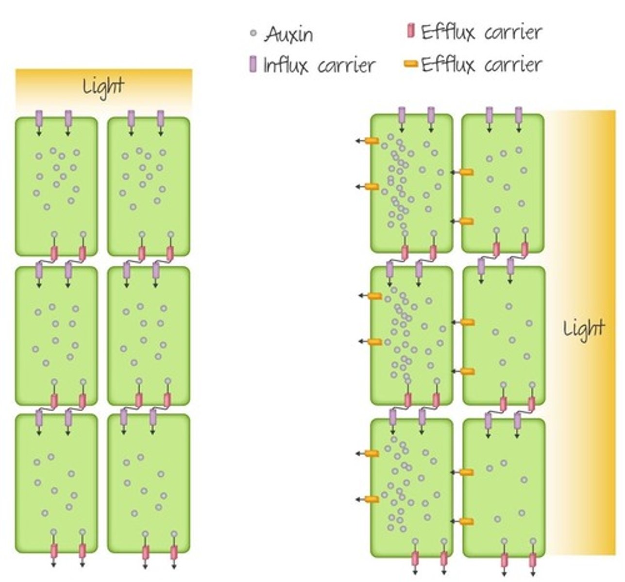 <p>1. Phototropins cause some types of auxin efflux carriers to increase on the internal lateral (side) membrane.</p><p>2. This causes transport of auxin to the shaded side of the plant and establishes a concentration gradient, as seen in Figure 1 (right).</p><p>3. The shaded side of the shoot experiences greater cell elongation, bending the stem toward the light.</p><p>Figure 1: Auxin transport and distribution in overhead versus side lighting.</p>