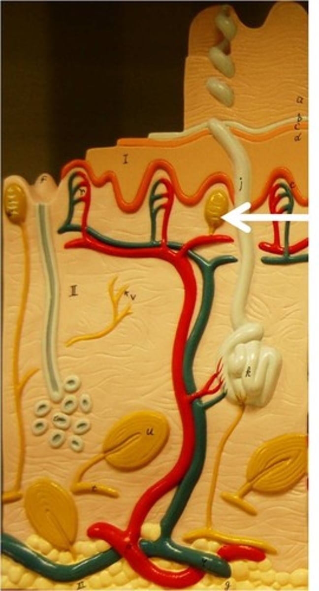 <p>a tactile nerve ending receptor in the dermal papillae that is sensitive to touch</p>