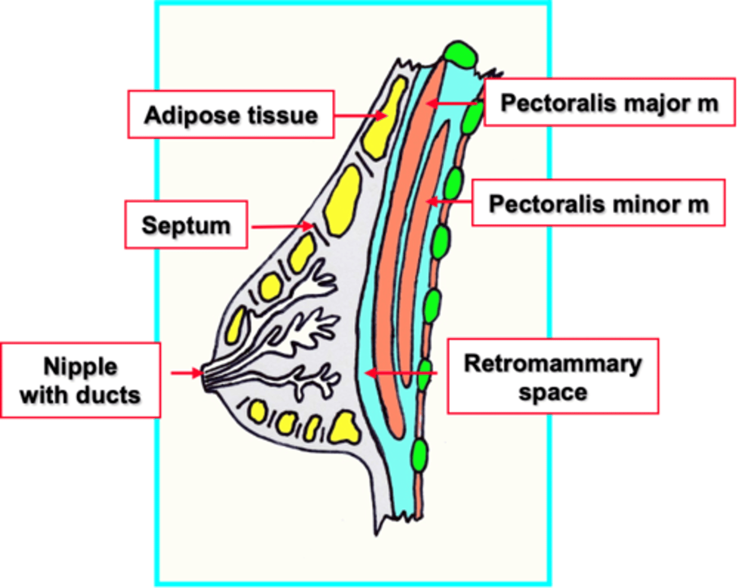 <p>1. Modified sebaceous gland with 15-20 lobes sending lactiferous ducts to nipple.</p><p>2. Lobes have glands and adipose tissue separated by fibrous septa (suspensory ligaments).</p><p>3. Breast is separated from deeper pec muscle by a retromammary space.</p>