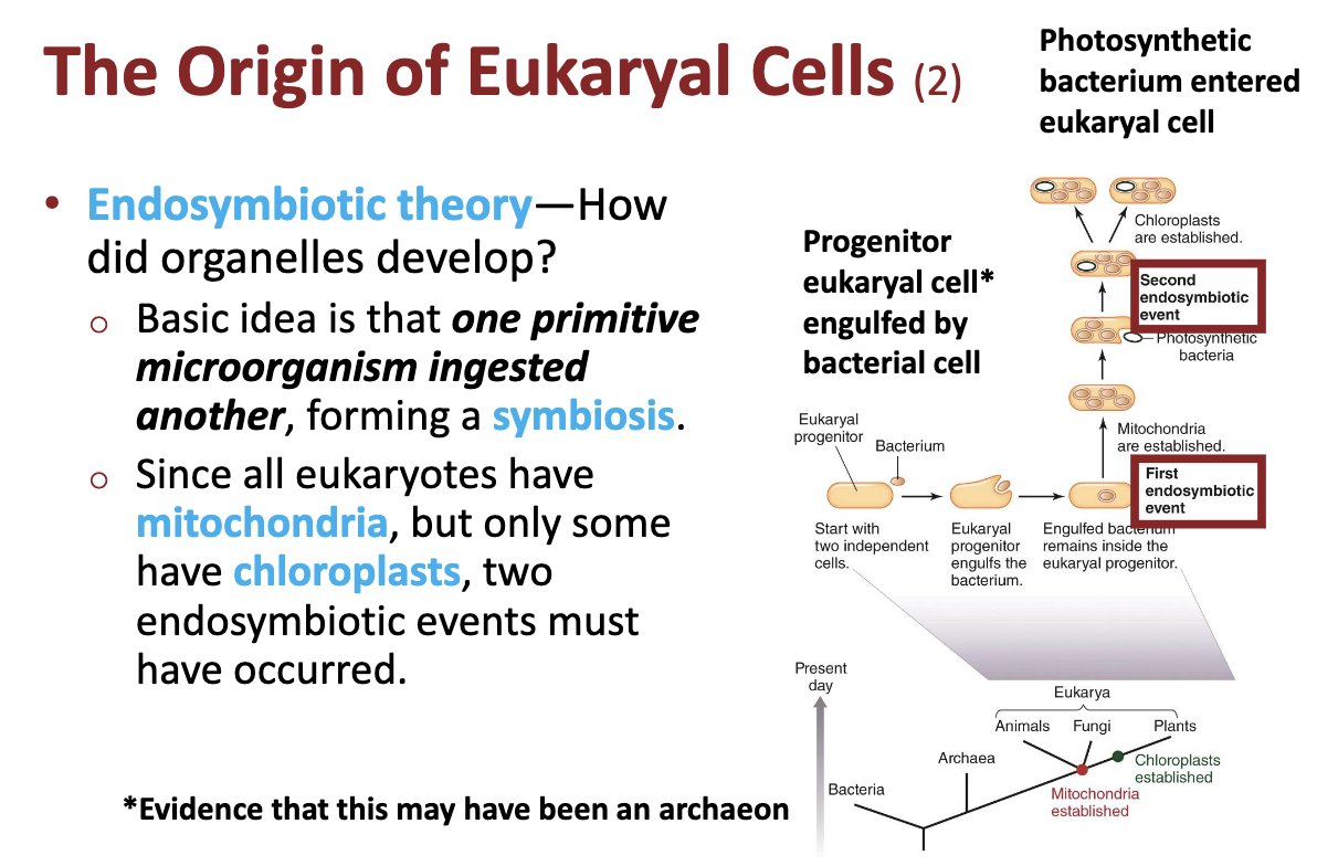<ul><li><p><strong><em>Endosymbiotic theory</em></strong></p><ul><li><p>Basic idea is that <strong><em>one primitive microorganism ingested another</em></strong>, forming a <strong><em>symbiosis</em></strong>.</p></li><li><p>Since all eukaryotes have <strong><em>mitochondria</em></strong>, but only some have <strong><em>chloroplasts</em></strong>, two endosymbiotic events must have occurred.</p></li></ul></li></ul><p></p>