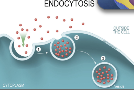 <p>cell activity transports water and solutes into the cell by engulfing them into vesicles</p><ul><li><p>plasma membrane folds inwards forming a cavity that fills with extracellular fluid, dissolved molecules, food particles, foreign matter, pathogens, or other substances</p></li><li><p>the plasma membrane folds back on itself until the ends of the in-folded membrane meet, trapping fluid inside the vesicle</p></li><li><p>the vesicle pinched off from the membrane as the ends of the in-folded membrane fuse together</p></li><li><p>vesicle breaks away from cell membrane and moves into cytoplasm</p></li><li><p>cell membrane has gotten smaller</p></li></ul><p></p>