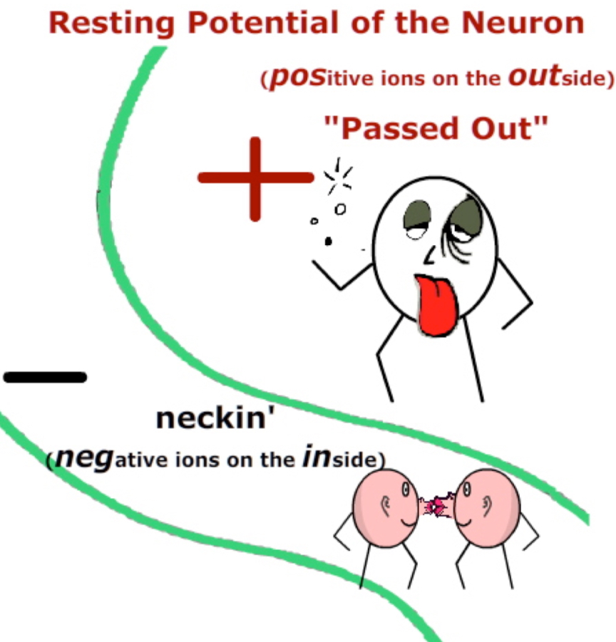 <p>When the neuron is in its resting state the majority of the ions inside the neuron are negatively charged and the majority of the ions outside the neuron are positively charged.</p>