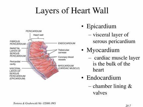 <p>12. The lining of the inner walls of the heart's chambers is termed the visceral pericardium.</p><p>A. Yes </p><p>B. No</p>