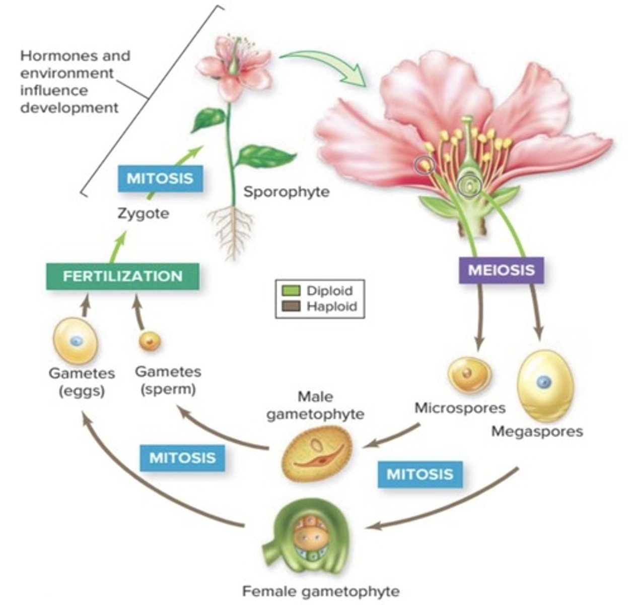 <p>The life cycle of a plant alternates between a sexual phase and an asexual phase.</p>