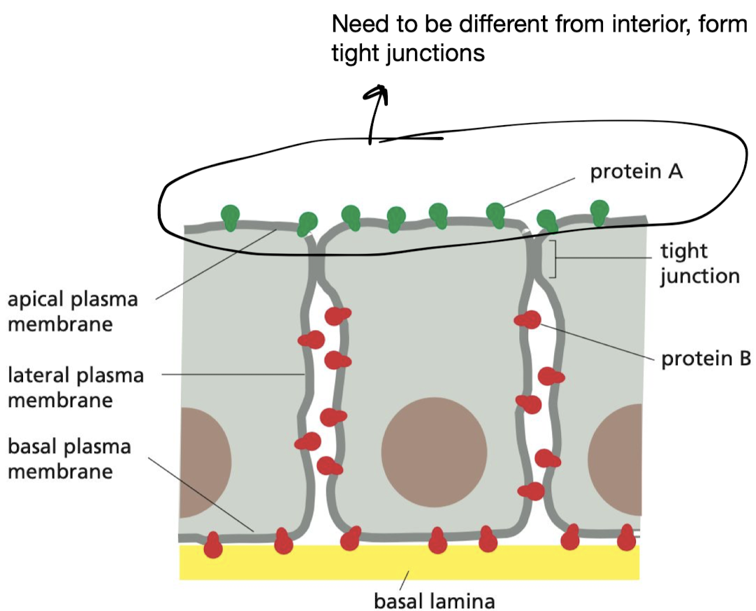 <p><strong>epithelial cells</strong></p><ul><li><p>Enzymes on the plasma membrane are found either on the top surface (apical) or on the bottom and side surfaces (basal and lateral) of cells. Additionally, the lipid compositions of these two areas of the membrane are different</p></li><li><p>The barriers set up by a specific type of intercellular junction (called a tight junction)</p></li></ul>
