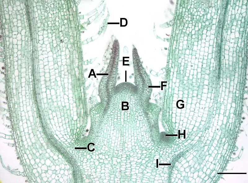 <p>label the shoot apical meristem</p>