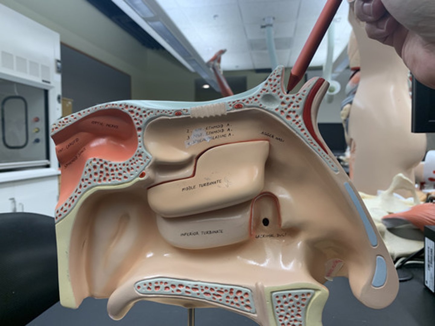 <p>cavity within the frontal bone</p>