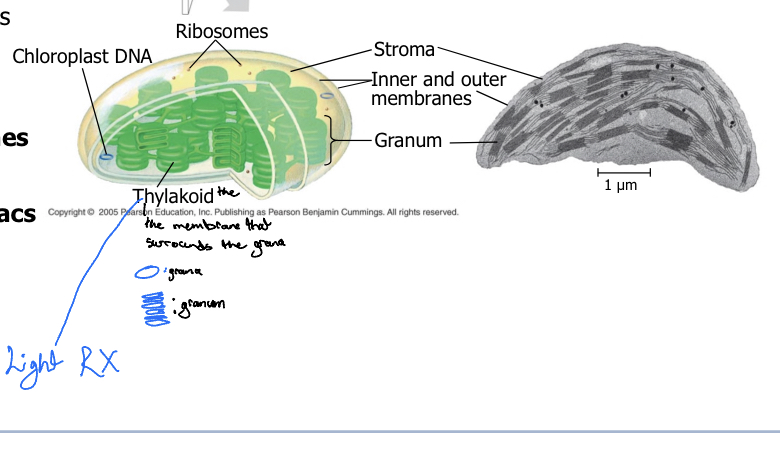 <ul><li><p>Two membranes</p></li><li><p>Thylakoids (membrane surrounding grana, Light Rx)</p></li><li><p>Grana (whole stack)</p></li><li><p>Granum (one pancake)</p></li><li><p>Stroma (internal fluids, Dark Rx)</p></li></ul>