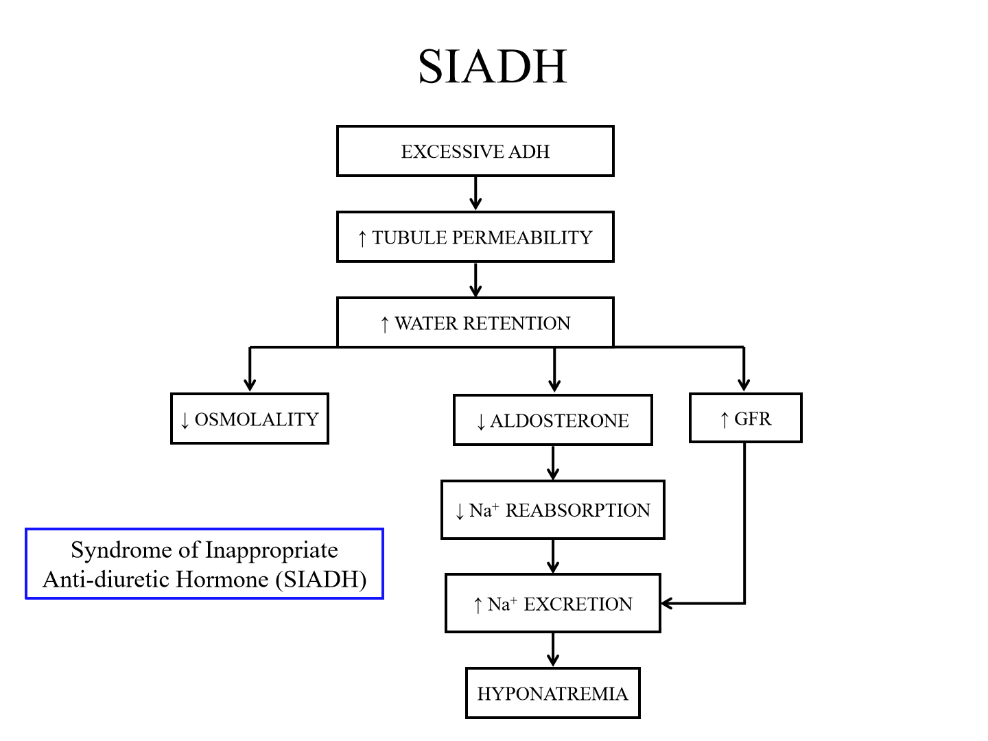 <p>Excessive ADH causes excessive water retention. This increases GFR and decreases aldosterone</p><p>- Decreased aldosterone prevents na+ reabsorption, causing hyponatremia</p><p>- Decreased osmolality as well</p>