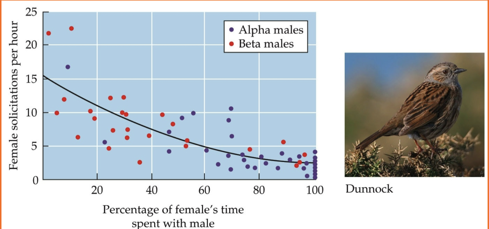 <p>Dunnock females have alpha and beta males. Females solicit matings from whichever male has spent less time with her, acquiring parental care from both males.</p>