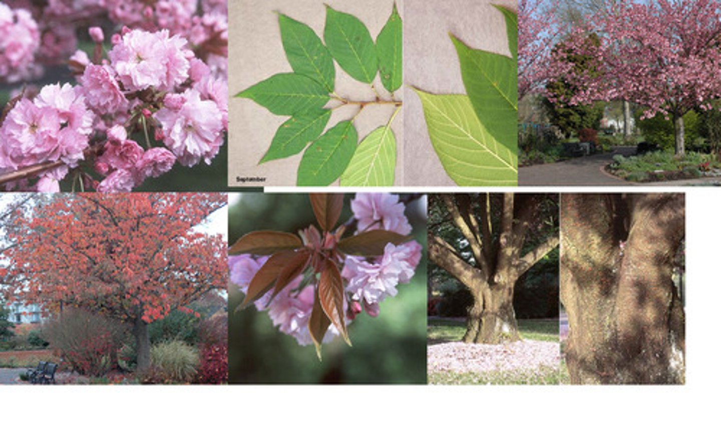 <p>-Double pink flowers<br>-Smooth red bark with horizontal rings</p>