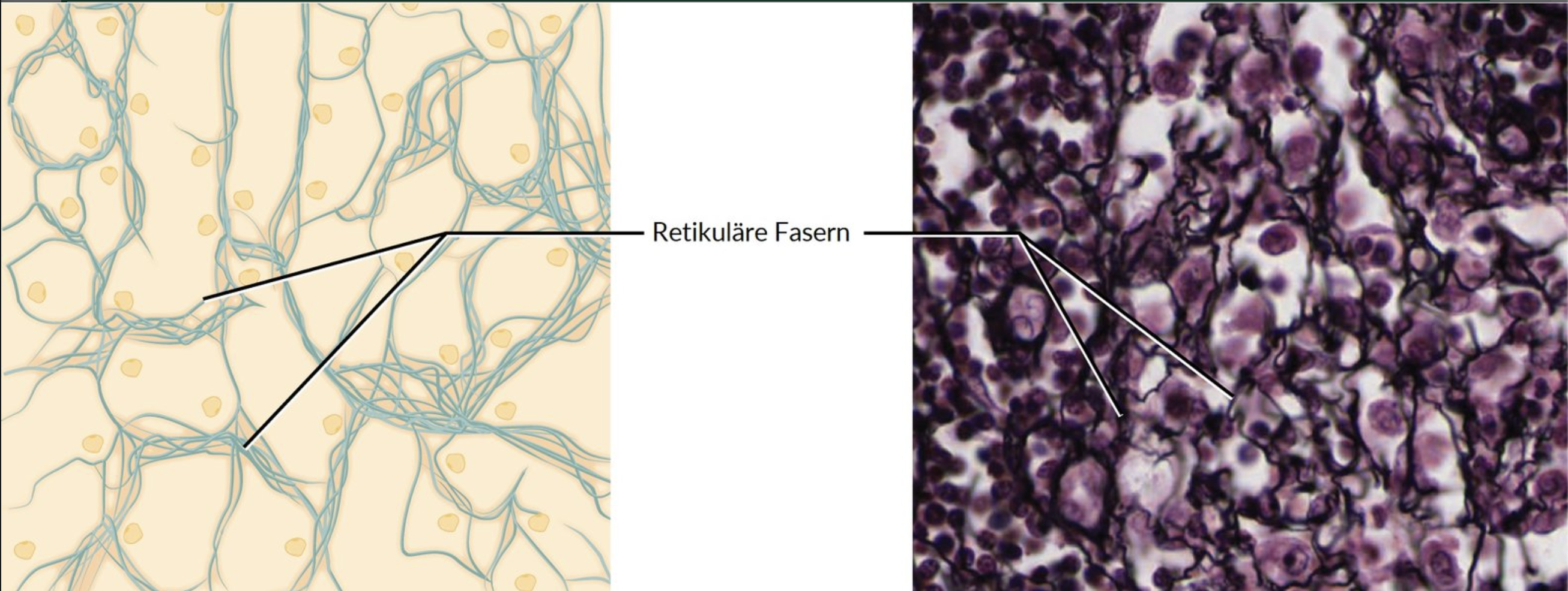 <p>B. They produce reticular fibers.</p>