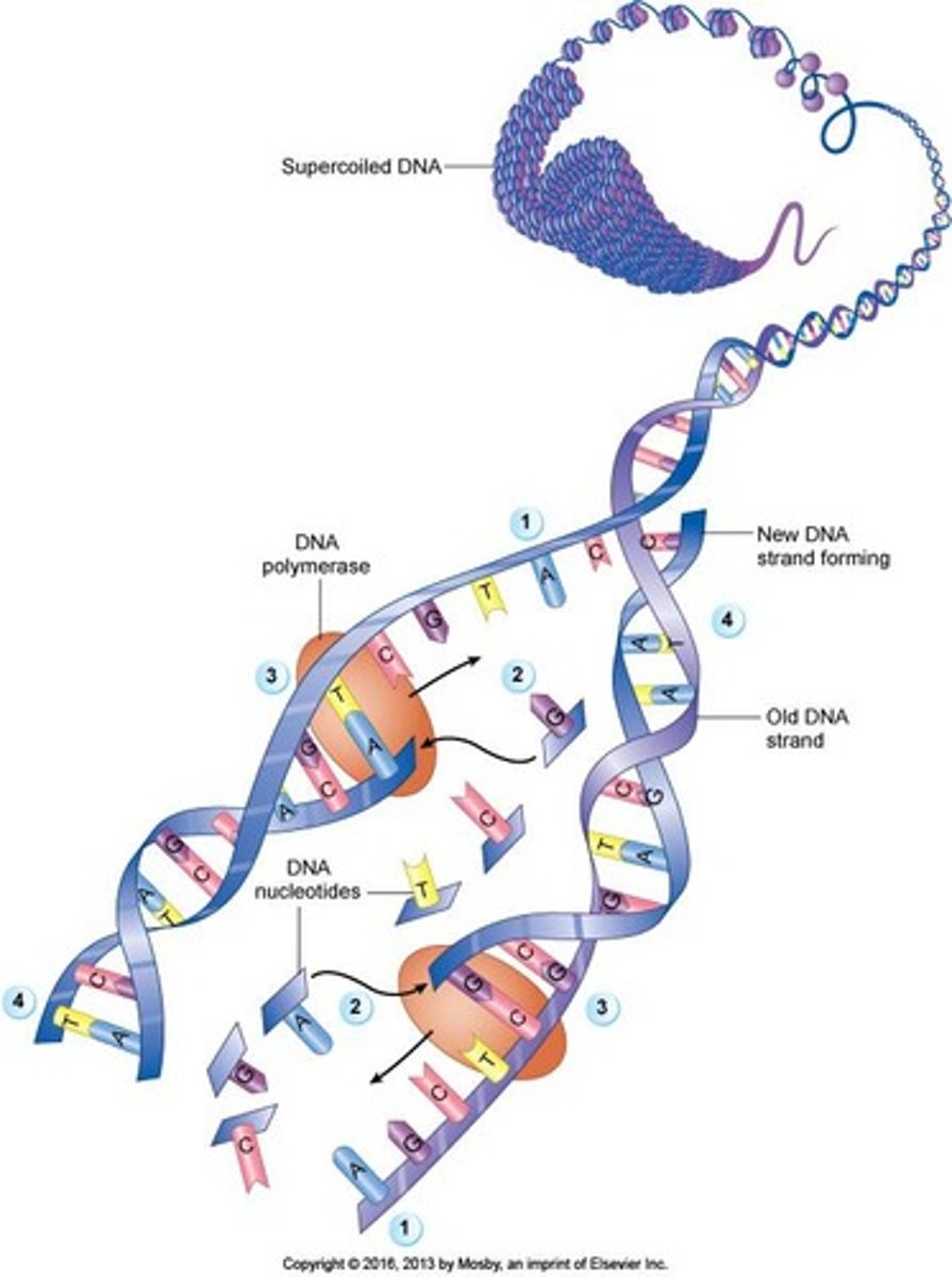 <p>Fertilization restores the diploid number of chromosomes (46 / 23 pairs).</p>
