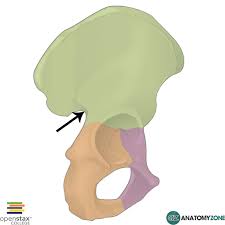 <p>Greater sciatic notch</p>