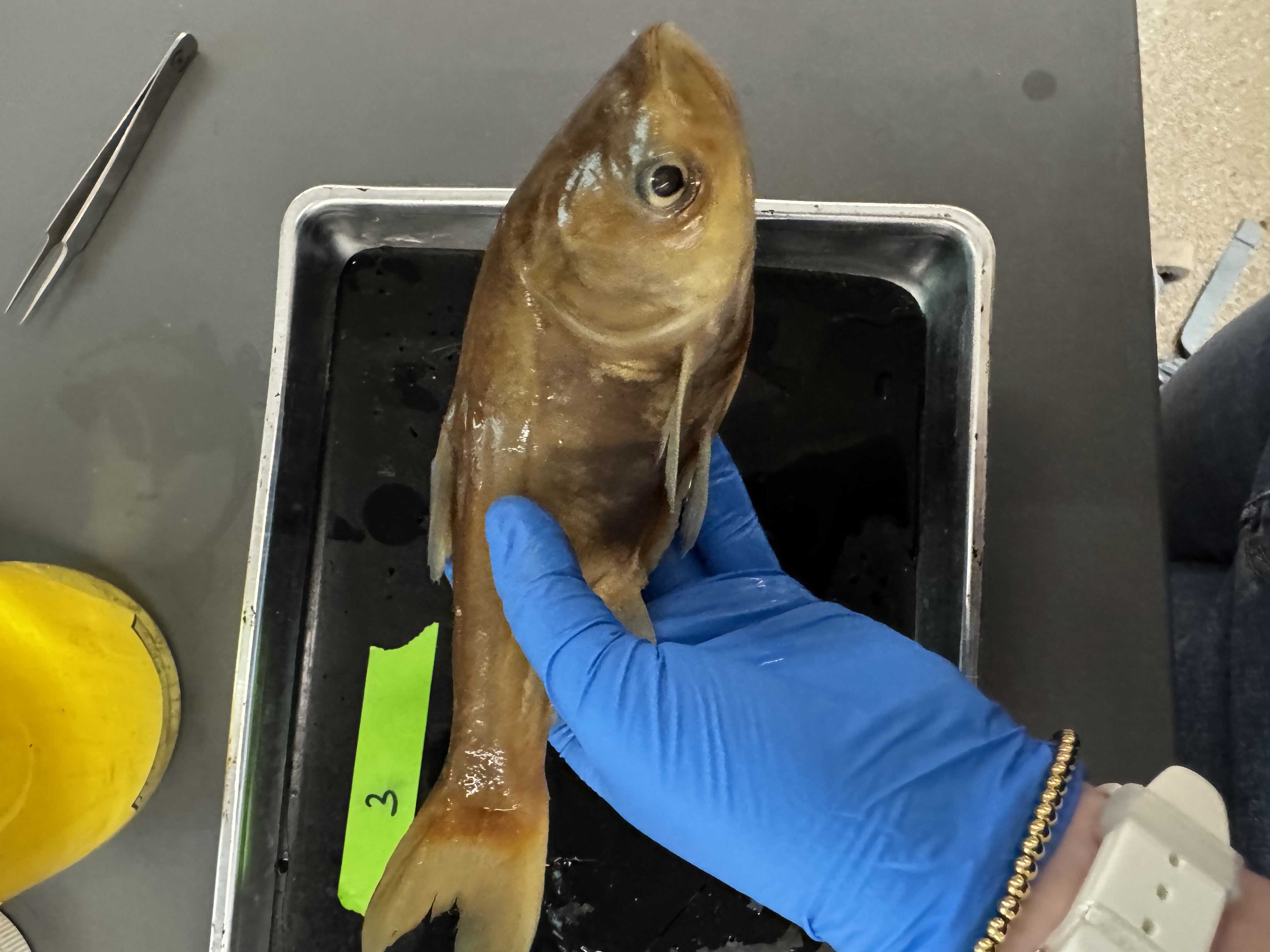 <p>Family:</p><p>Species:</p><p>Scientific:</p>